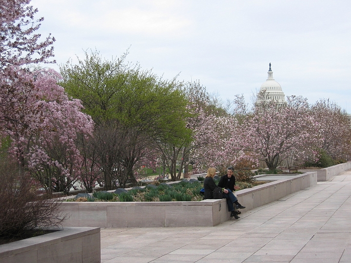 04 Cherry Blossoms, Capital.jpg